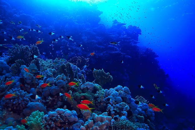 tropical sea underwater background diving ocean