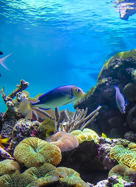 Tropical sea underwater fishes on coral reef Aquarium oceanarium wildlife colorful_ai_generated