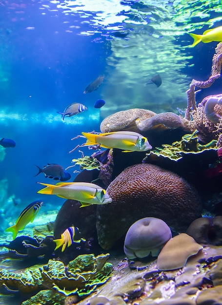 Tropical sea underwater fishes on coral reef Aquarium oceanarium wildlife colorful_ai_generated