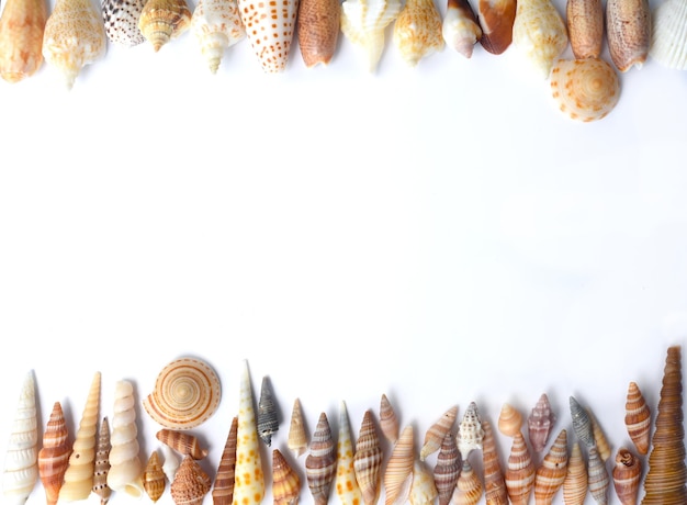 Tropical seashells on white background