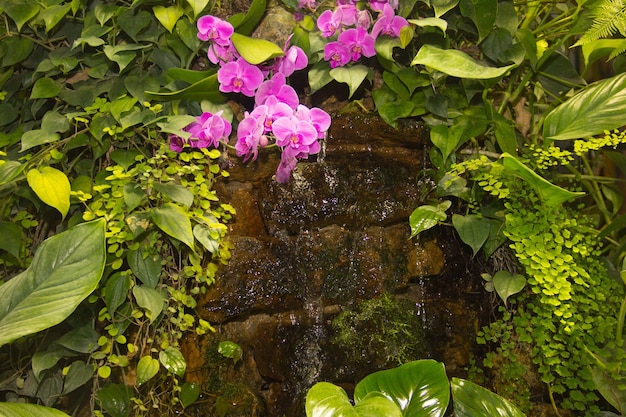 Tropical small waterfall among green plants and pink orchids