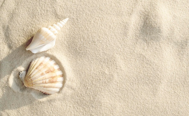 Tropical summer background with white clean sand shells at the beach during sunny sunset top viewxA