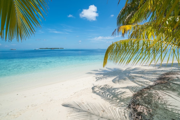 Tropical summer beach with trees in foreground