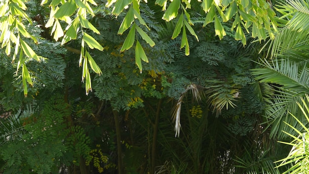 Tropical sunny jungle forest exotic amazon rainforest frond leaves of palm tree