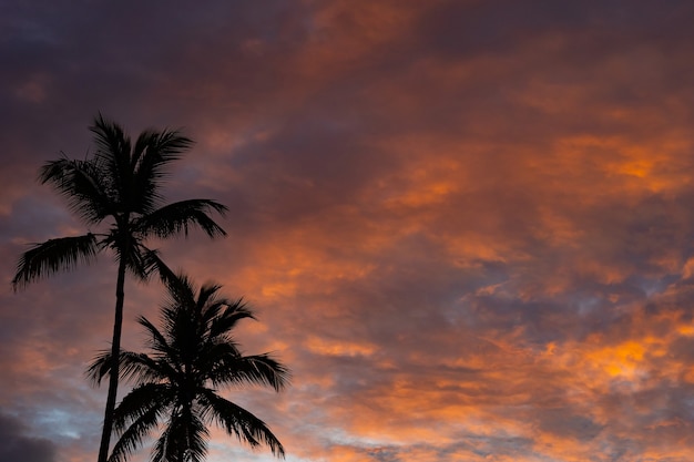 Tropical Sunset With Palm Tree silhouette with dramatic clouds. Vacation and travel concept. High quality photo