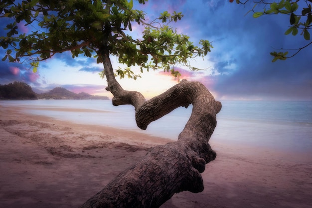 Tropical tree by the ocean at beautiful sunset Beautiful tropical landscape