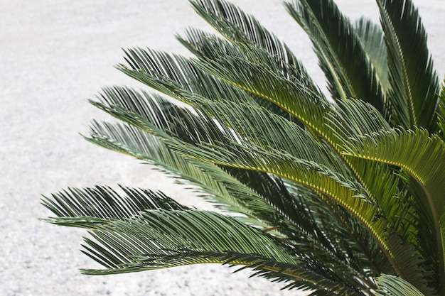 tropical tree palm leaves. natural foliage pattern.