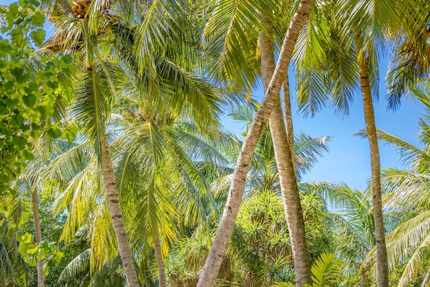 Tropical trees background concept Coco palms and peaceful blue sky with sun rays Exotic summer