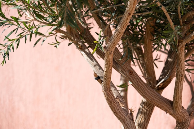 tropical trees on terracotta background