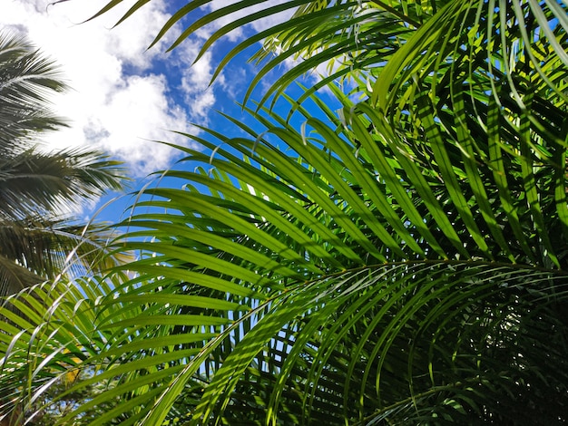 Tropical vegetation background with green leaves under a blue sky