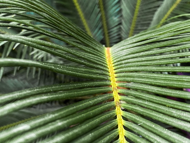 Tropical vegetation green macro background