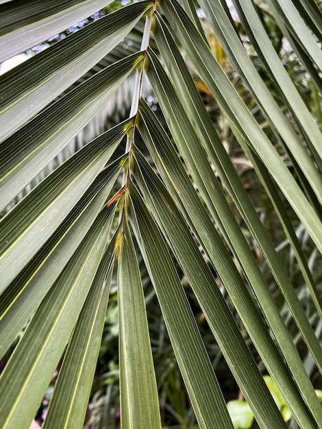 Tropical vegetation green macro background