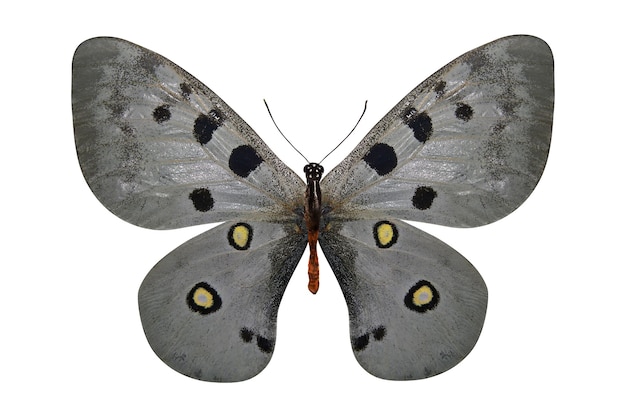 Tropical white butterfly isolated on white background