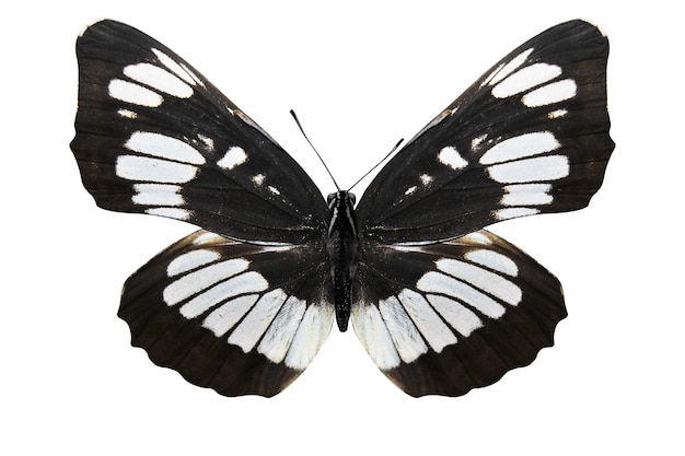 Tropical white butterfly isolated on white background