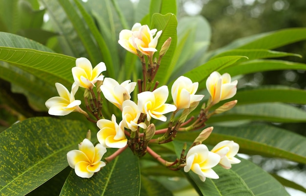 Tropical white frangipani flowers on green leaves background close up plumeria tree