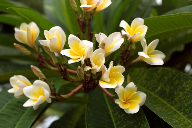 Tropical white frangipani flowers on green leaves background close up plumeria tree