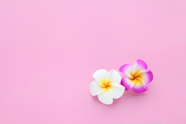 tropical white and purple flowers on a light pink background with copy space