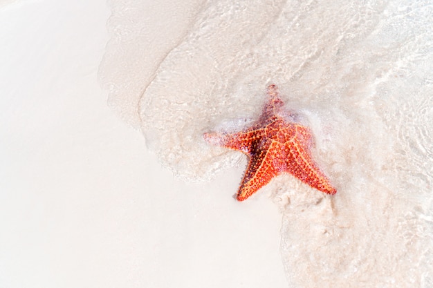 Tropical white sand with red starfish in clear water background