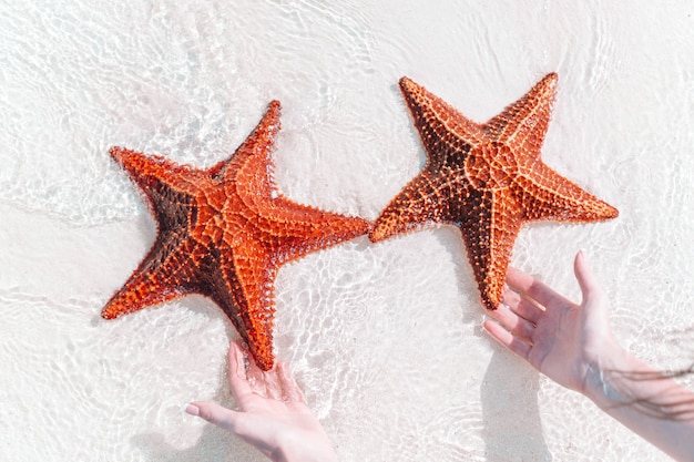 Tropical white sand with red starfish in clear water