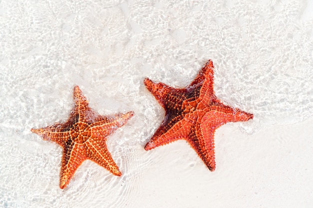 Tropical white sand with red starfish in clear water