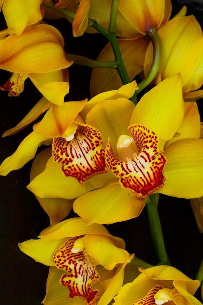 Tropical yellow orchid flowers on black close up