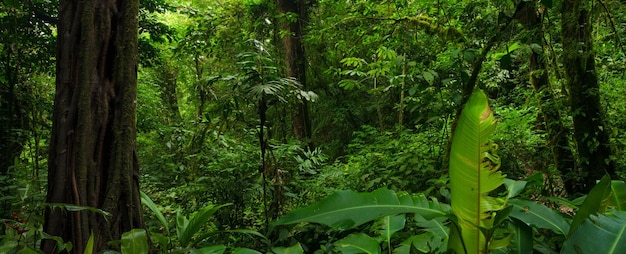 Tropican rainforest in Central America