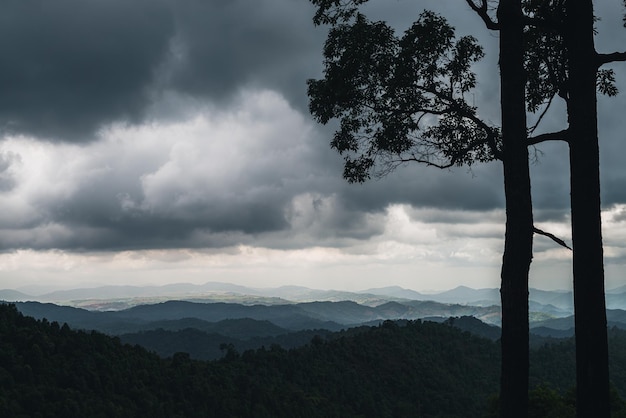 Tropicana forest at south east Asia. worm and fresh landscape.