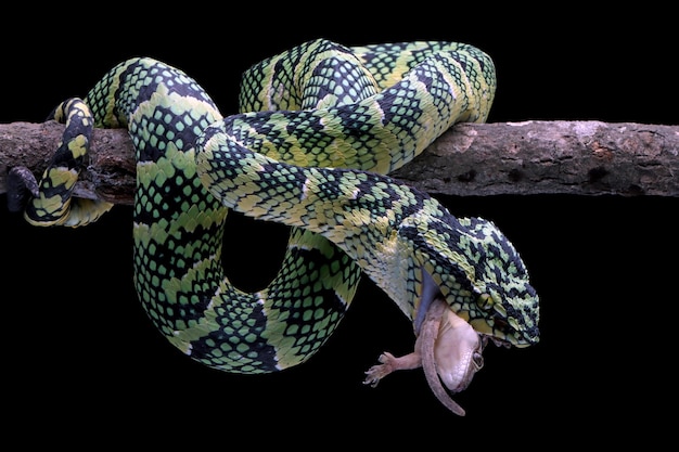 Tropidolaemus wagleri snake eating house gecko on branch