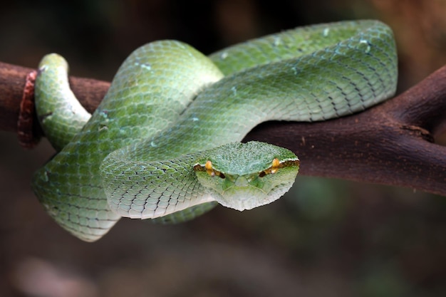 Tropidolaemus wagleri viper closeup on branch, Tropidolaemus wagleri closeup