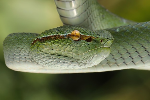 Tropidolaemus wagleri viper closeup on branch, Tropidolaemus wagleri closeup