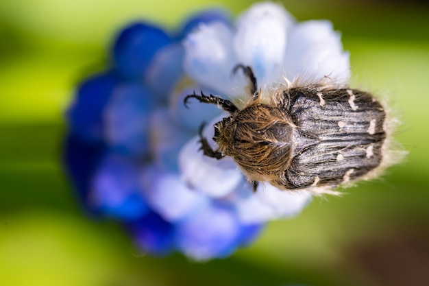 Tropinota hirta eats flowers. Insecticidal pest control concept.