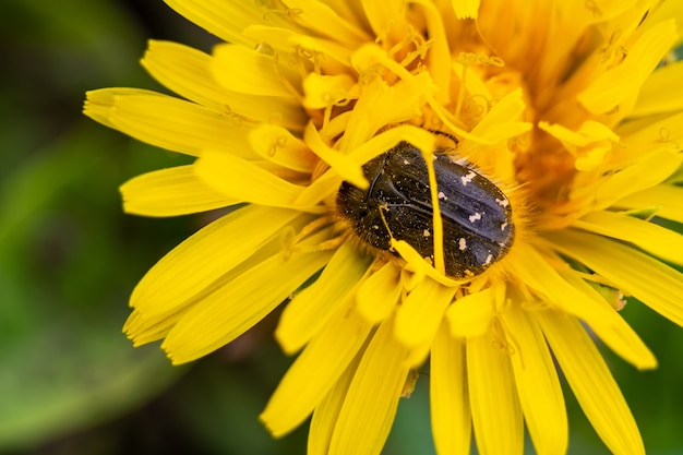 Tropinota hirta eats flowers. Insecticidal pest control concept.