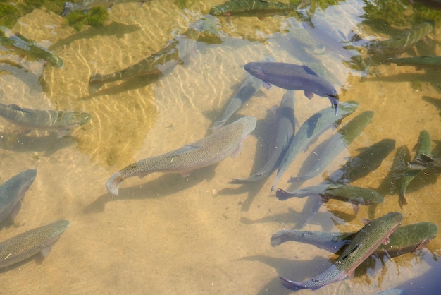 Trout fish in an artificial pond in a farm Breeding of trout for food industry