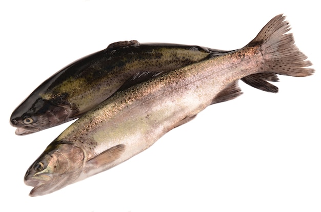 Trout isolated on white