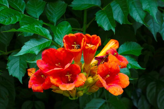 Trumpet vine flowers in the park in summer Nature background