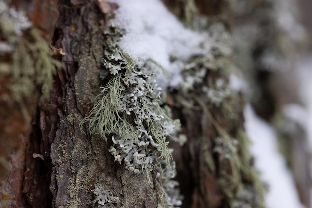 The trunk of a coniferous tree covered with lichen and snow in a winter landscape closeup