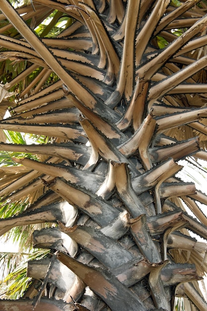 Trunk detail of palm tree