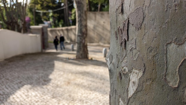 The trunk of a eucalyptus tree grows on a street in the city focus on the stem against the