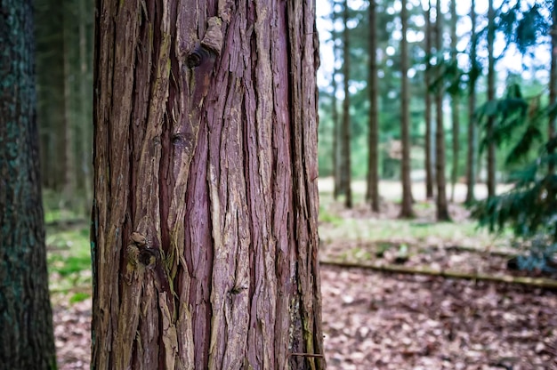 Trunk of evergreen thuja with redbrown bark against the background of the forest