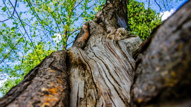 The trunk of an old tree in the park.