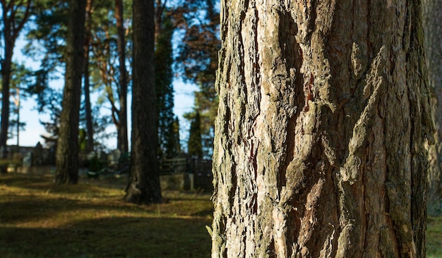 The trunk of a pine tree with rough bark is illuminated by a beam of sun from the left