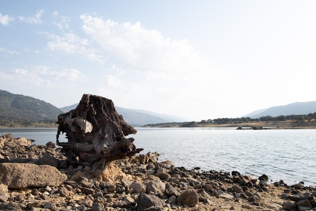 The trunk and roots of an old cut tree rest on the shore