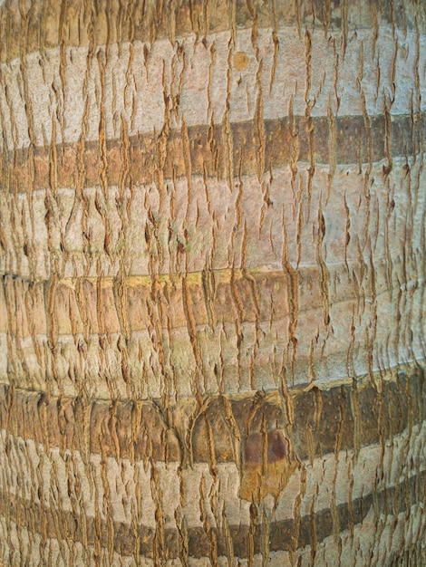 Trunk Skin of Coconut Tree, wooden texture for background