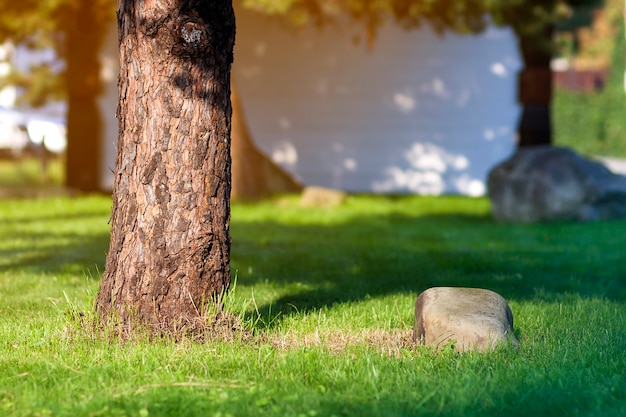 Trunk of a tree and big stone on green grass loan