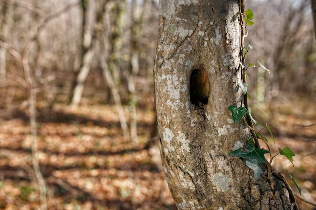 Trunk of tree with hole, in the park