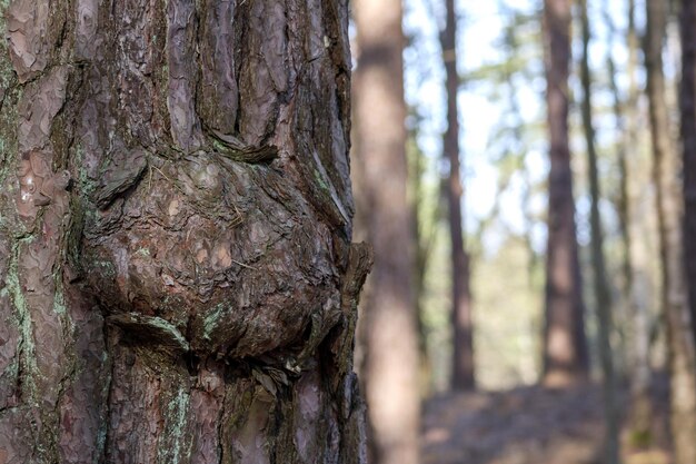 Photo trunk of a tree with a moss