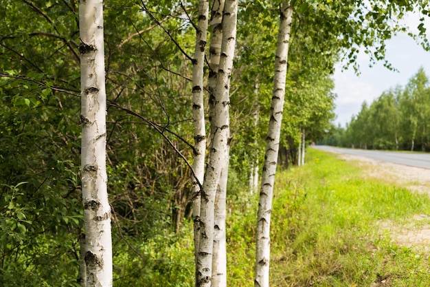 Trunks of birch trees on the roadside on a summer day