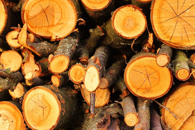 Trunks of branches for firewood