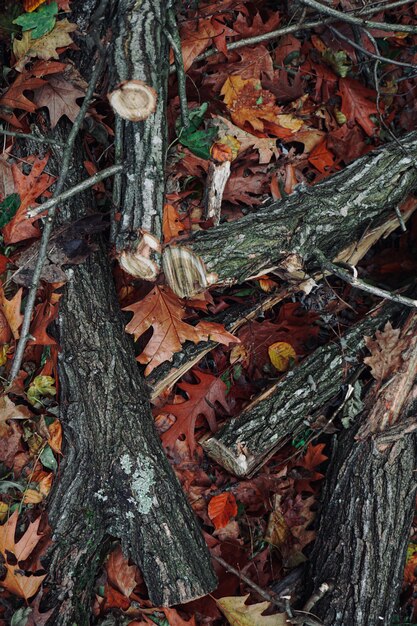 Trunks, branches and leaves with autumn colors in the nature, autumn season