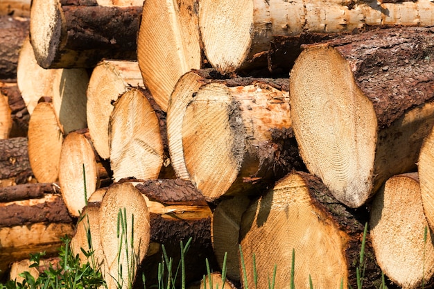 Trunks of natural pine wood with annual rings during logging for woodworking in forest production